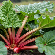 Adjust the 'Timperley Early' Rhubarb plant with large green leaves and thick red stalks growing in rich soil, showcasing healthy foliage and robust growth.